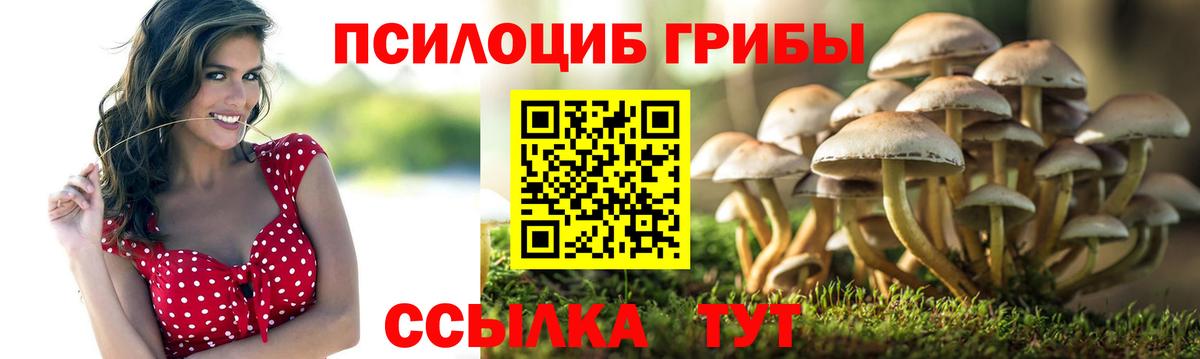 Псилоцибиновые грибы Psilocybe  Псилоцибиновые грибы мицелий  Нальчик  Вход с VPN 